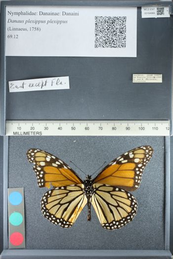 Media type: image;   Entomology 164966
